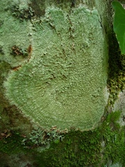 Lecanoromycetes