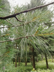 Pinus strobus