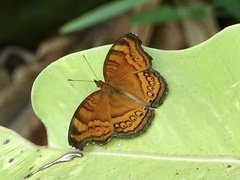 Junonia hedonia