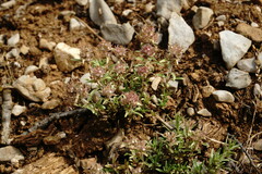 Thymus callieri