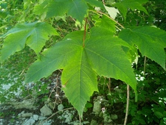 Acer pseudoplatanus