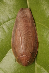 Pseudophoraspis nebulosa