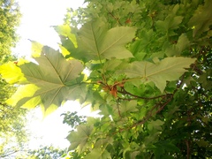 Acer pseudoplatanus