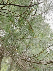 Pinus strobus
