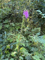 Digitalis purpurea