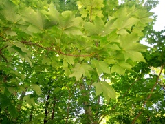 Acer pseudoplatanus