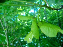 Acer pseudoplatanus