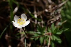 Anemonoides stolonifera
