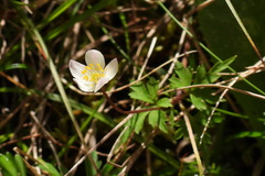 Anemonoides stolonifera