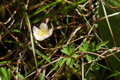 Anemonoides stolonifera