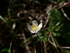 Anemonoides stolonifera