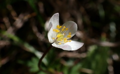 Anemonoides stolonifera