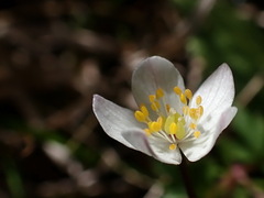Anemonoides stolonifera