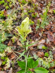 Castilleja pallida