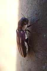 Agrilus blandus