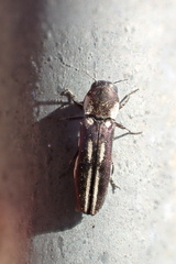 Agrilus blandus