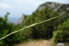Achnatherum bromoides