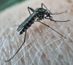 Aedes geniculatus