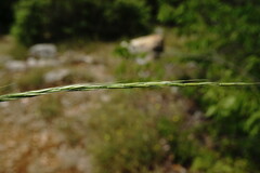 Achnatherum bromoides