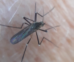 Aedes geniculatus