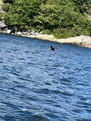 Phalacrocorax carbo