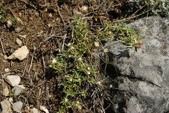 Cuscuta planiflora