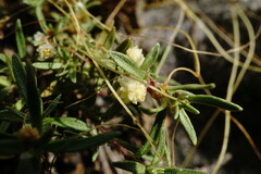 Cuscuta planiflora