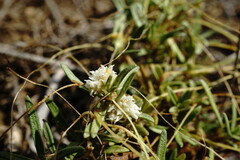 Cuscuta planiflora