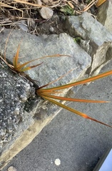 Libertia peregrinans