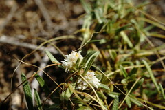 Cuscuta planiflora