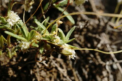 Cuscuta planiflora