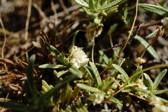 Cuscuta planiflora