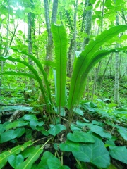 Asplenium scolopendrium