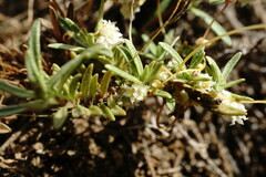 Cuscuta planiflora