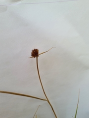 Juncus valvatus