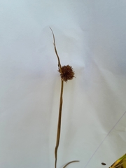 Juncus valvatus