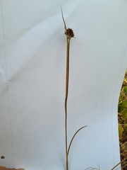 Juncus valvatus