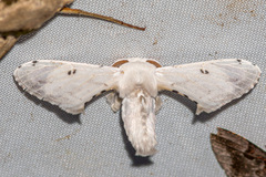 Penicillifera apicalis