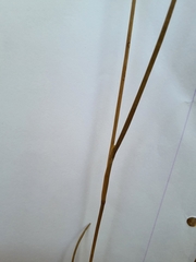 Juncus valvatus