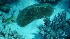 Ctenactis