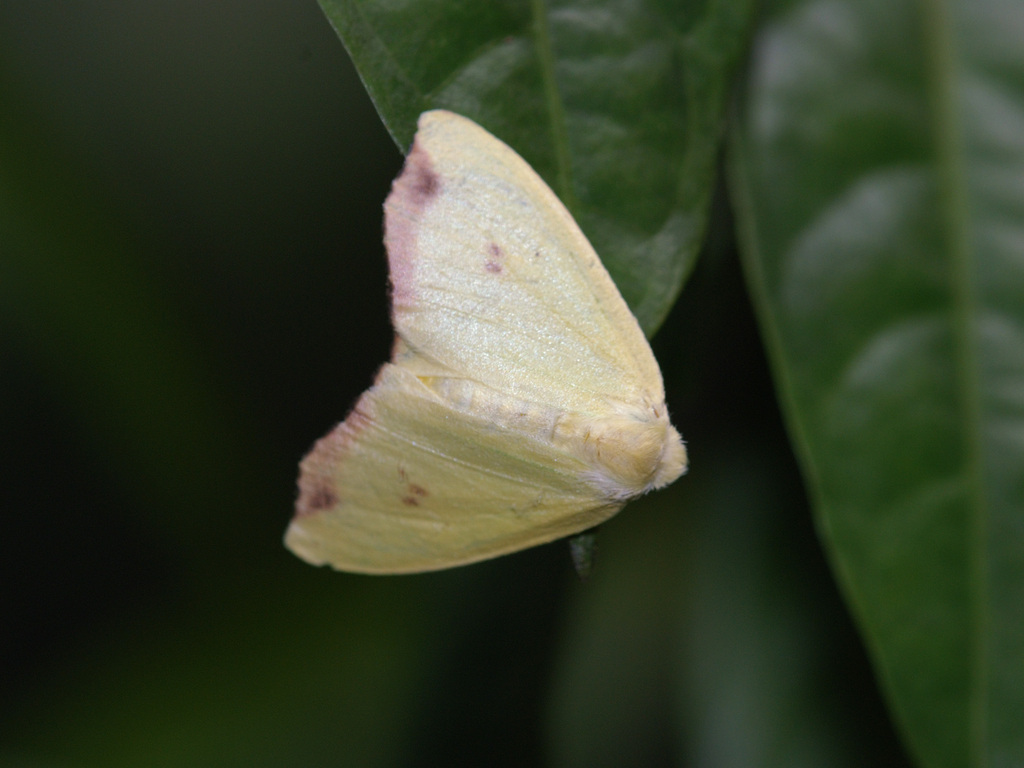 Arctornis rutila from Central Water Catchment, Singapore on June 23 ...