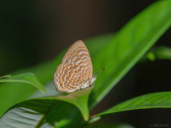 Poritia sumatrae
