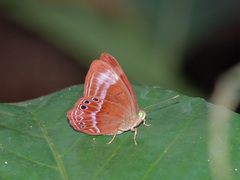 Abisara geza