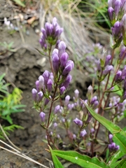 Gentianella propinqua