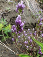 Gentianella propinqua