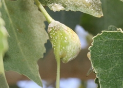 Pemphigus