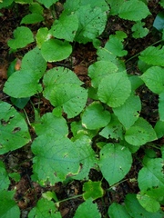 Magnoliopsida