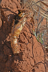 Podaxis beringamensis