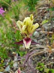Castilleja pallida