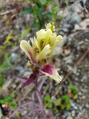 Castilleja pallida